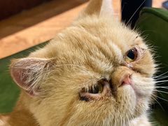 -猫小院猫主题餐厅(三里屯店)