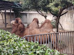 -成都动物园