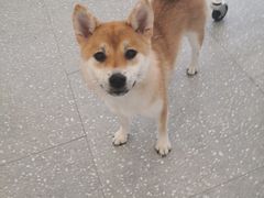 -Let's go狗咖·猫咖·奶狗·桌游(春熙路IFS店)