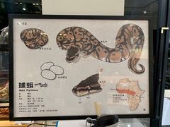 -酷以爬仙阁实体爬宠店·守宫·蜥蜴·专业繁育