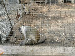 -保定市动物园