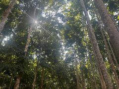 -中国科学院西双版纳热带植物园