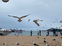 -海驴岛(荣成市)