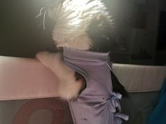 -申普宠物医院·眼科·心内科·影像科(普陀分院)