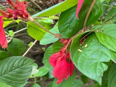 -广州神农草堂中医药博物馆