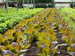 -Ohkajhu Organic Farm Sansai