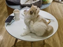 -滚猫咖啡·猫咖·猫友好撸猫(未来城店)