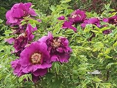 -黑龙江省森林植物园