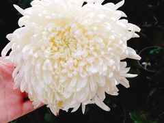 -上海市龙华烈士陵园