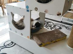 -有猫儿腻咖啡厅.猫咖