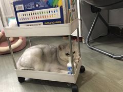 -佳怡动物医院·平价24小时·猫专科骨外科