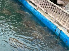 -广东惠东海龟国家级自然保护区