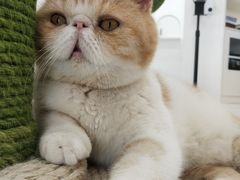 -喵园·猫主题咖啡厅·撸猫·猫咖(国贸店)