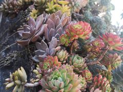 -寂照庵