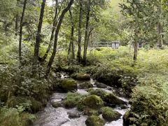 -五营红松林海景区