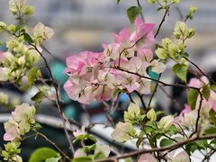 -萃茶师(琅西店)