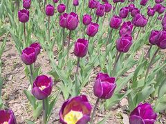 -长春公园(普阳街道)