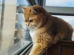 -爱妮康宠物医院·干细胞免疫细胞·肿瘤·心脏(张江店)