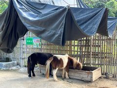 -泉州海丝野生动物世界