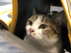 -纳吉亚猫专科动物医院·北北分院