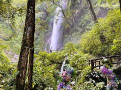 -莫里热带雨林景区