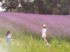 -大塘金香草谷