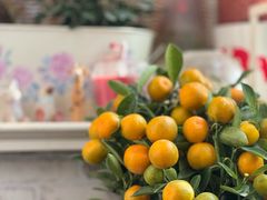-花鸟鱼虫鲜花绿植市场(玉泉路店)