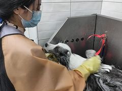 -达爱动物医院·犬猫分区·CT·复杂眼科(远洋山水分院)