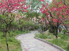 景点-南汇桃花村