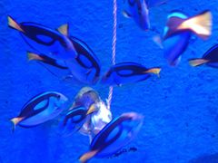 -暹罗海洋世界