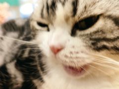 -绒爪撸猫下午茶·猫咖