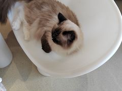 -藏猫猫咖啡主题馆(中央大道店)