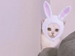 -东方名猫馆·英短金渐层布偶猫舍(环线广场1号楼店)