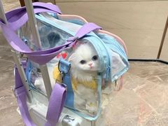 -欣宠猫屋·矮脚拿破仑·蓝金金渐层