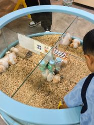 -神奇动物撸宠馆·羊驼·小浣熊·异宠(豫园店)