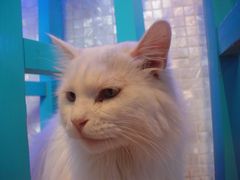 -Sirena海妖日咖夜酒