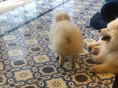 -more than meow吴止猫主题餐厅(承德 中船汇店)