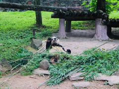 -都江堰中华大熊猫苑