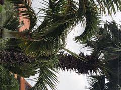 -三亚海棠湾万丽度假酒店