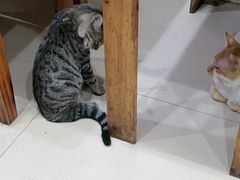 -上海特色小笼店(铁岭路90弄小区店)