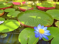 -国家植物园南园