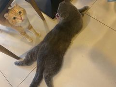 -平行世界·猫咖(首经贸店)