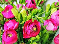 -双季花艺园艺市场(浦东店)