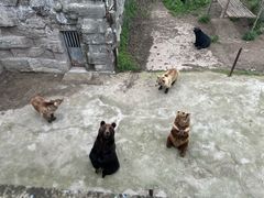 -哈尔滨北方森林动物园