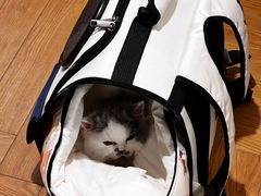 -猫大福·Fortune Cat猫舍(百子湾店)