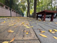 -三里屯东五街银杏大道