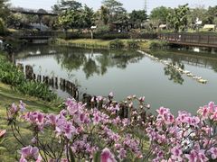 -王借岗森林公园