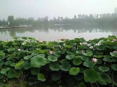 -燕郊植物园