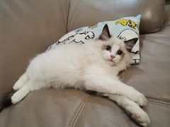 -袖虎·猫馆(体育西路店)