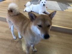 -南京Hallo宠物乐园·哈罗犬舍·柴犬繁育基地